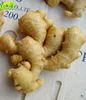 Wholesale Price Yokid New Crop Fresh Ginger With HACCP