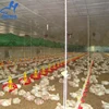 /product-detail/factory-price-automatic-poultry-chicken-farming-materials-with-feeding-and-drinking-system-60707942922.html