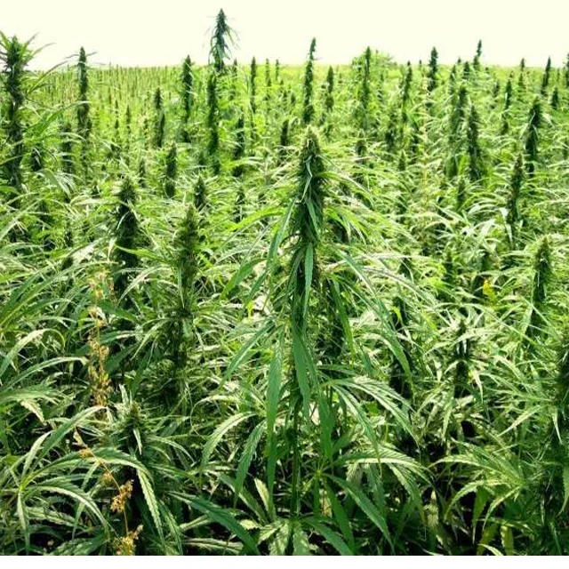 
100% nature pure cannabidiol cbd isolate Crystalline powder 