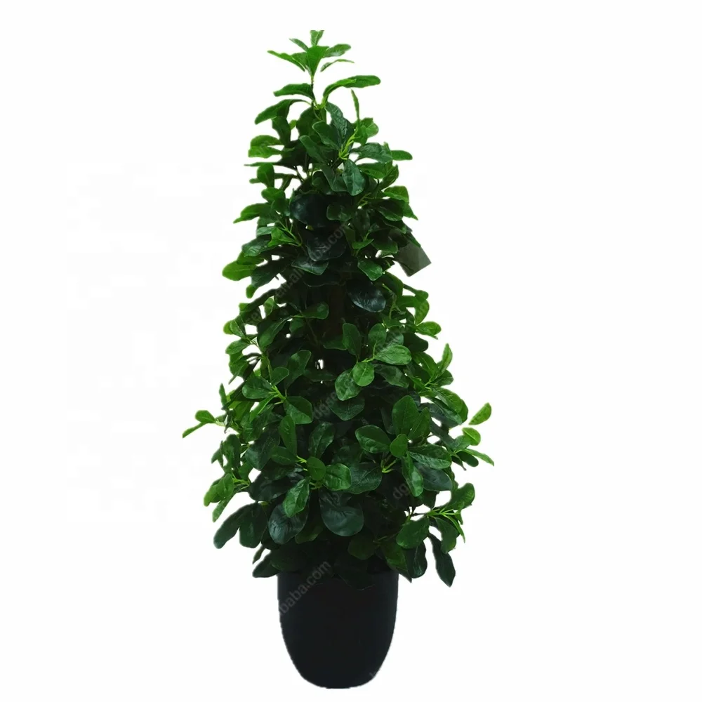 高品质的家居装饰迷你绿色植物塔形盆栽 ficus 树
