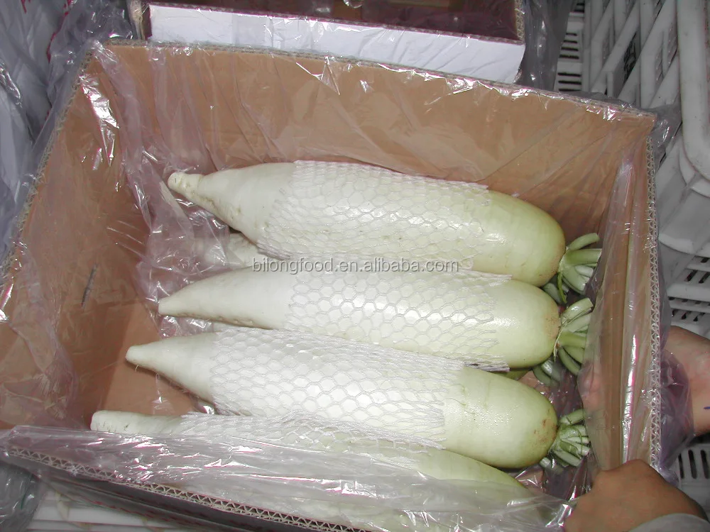 
2019 new crop fresh white raddish 
