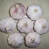 /product-detail/china-garlic-exporter-garlic-supply-to-africa-middle-east-south-america-market-60807726040.html