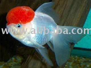 8800 Koleksi Gambar Ikan Hiu Hias Gratis