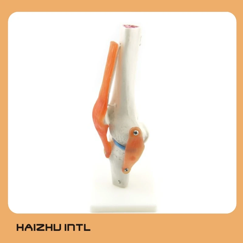 Knee Joint 2