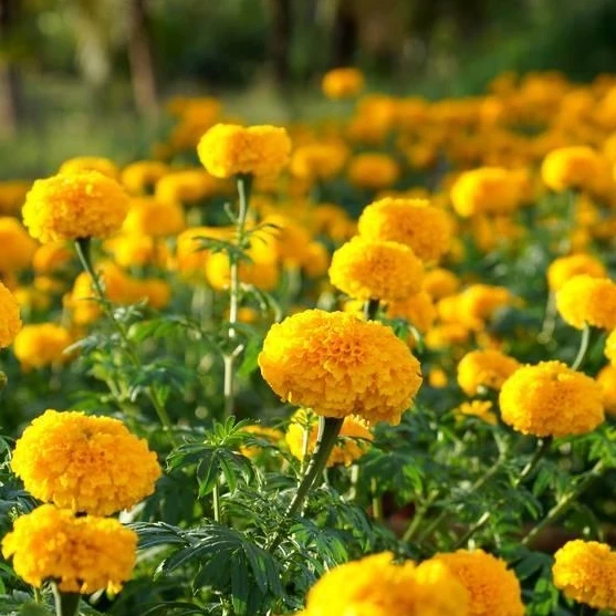 Fresh Cut Marigold Flowers - Buy Fresh Cut Marigold Flowers,Fresh Cut