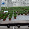 Indoor multi layers growing trays ebb flow table system