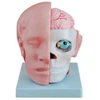 BIX-A1064 human science medical brain structure anatomy model