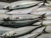 Frozen Seafood Horse Mackerel Fish Sale