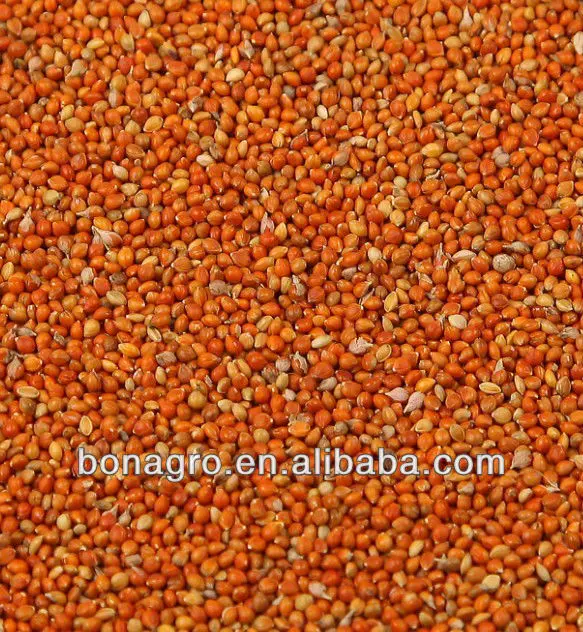 RED MILLET IN HUSK-1