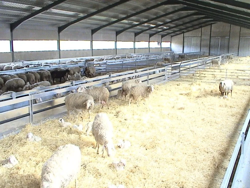 Prefabricated Steel Frame House Goat Farm House - Buy Prefabricated ...