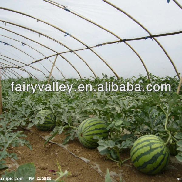 planting watermelon seed