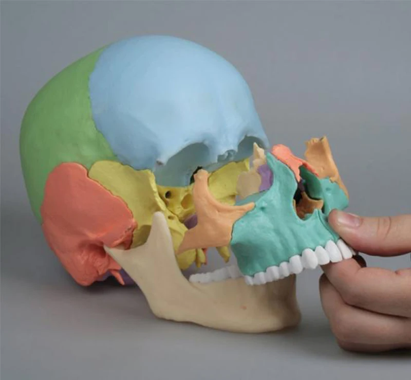 Где взять череп. Erler Zimmer череп остеопатический. Разборная модель черепа. Череп муляж.