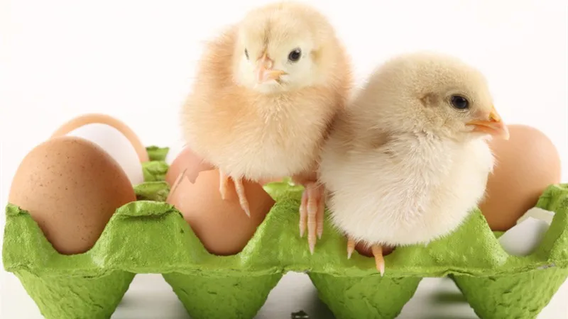 Fish Manure Fertilizer.jpg