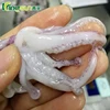 Popular sale BQF Baby Squid (Loligo Japonica)