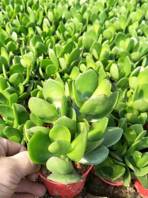 Crassula Ovata Money Trees Buy Jade Trees Bonsai Succulent Money Tree Crassula Magic Trees Product On Alibaba Com - 