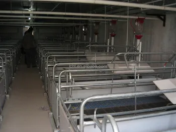 Ss 304 Sow Feeder Pig Feeder Automatic Feeding System For Pig Farm