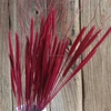 Dried natural Chinese pennisetum grass cat tail wolf tail grass