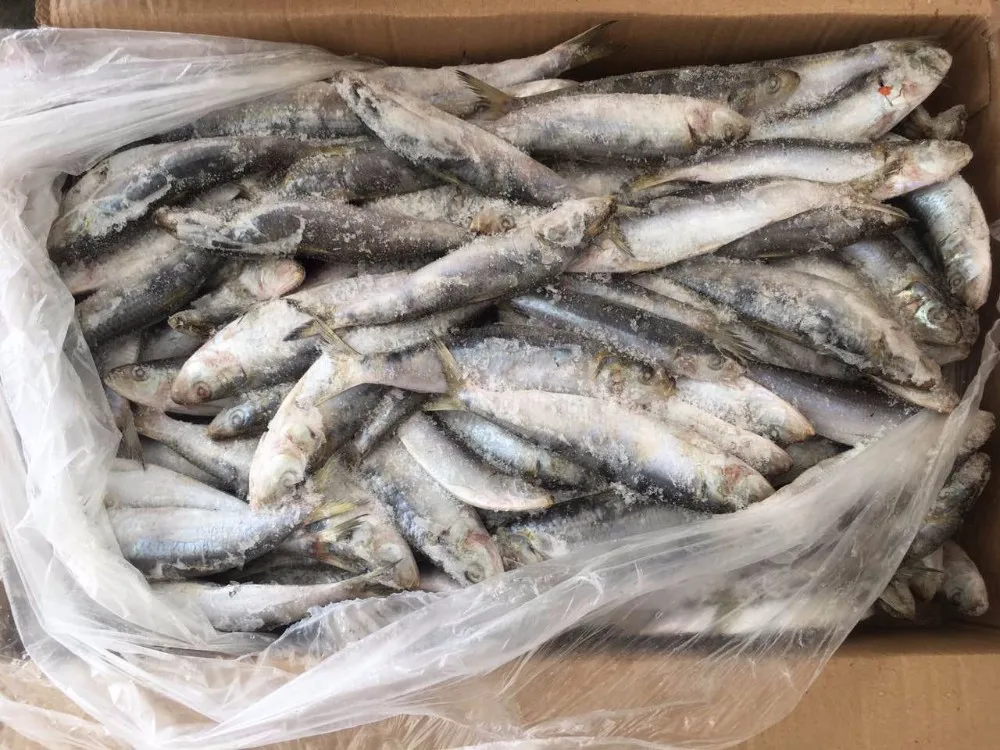 iqf 高品质冷冻沙丁鱼