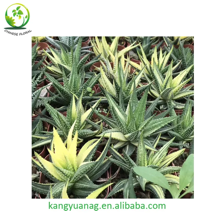 
Beautiful color natural Haworhtia margaritifera variegata 