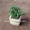 plaster and cement flower pot
