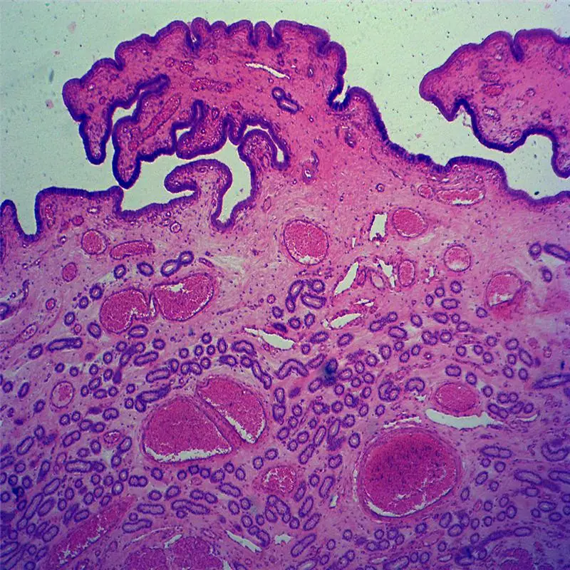 professional lab and chemical histology prepared slides micro