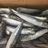 Frozen mackerel for canning, marking sale