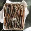 Frozen whole round uncleaned squid