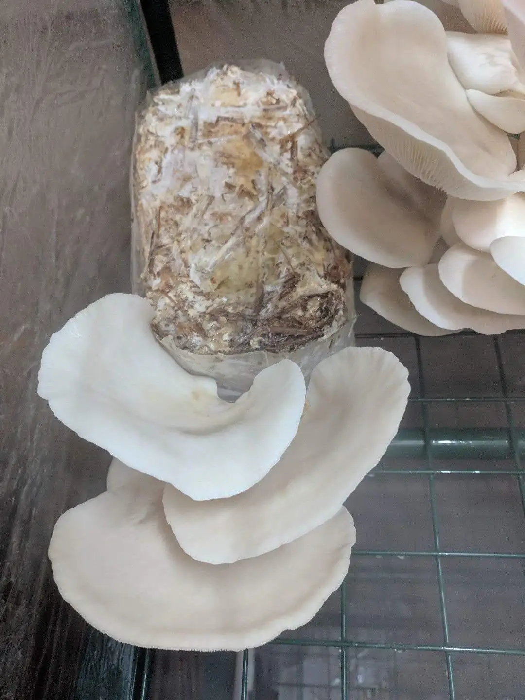 Buy Shiitake mushroom live liquid culture syringe 10cc in