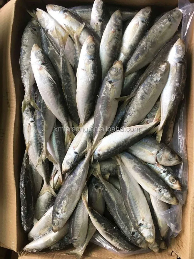 マグロ餌用のiqf冷凍ラウンドスカッドフィッシュ Buy Scad魚用餌 小さな目ラウンドscad ラウンドサバscad魚 Product On Alibaba Com