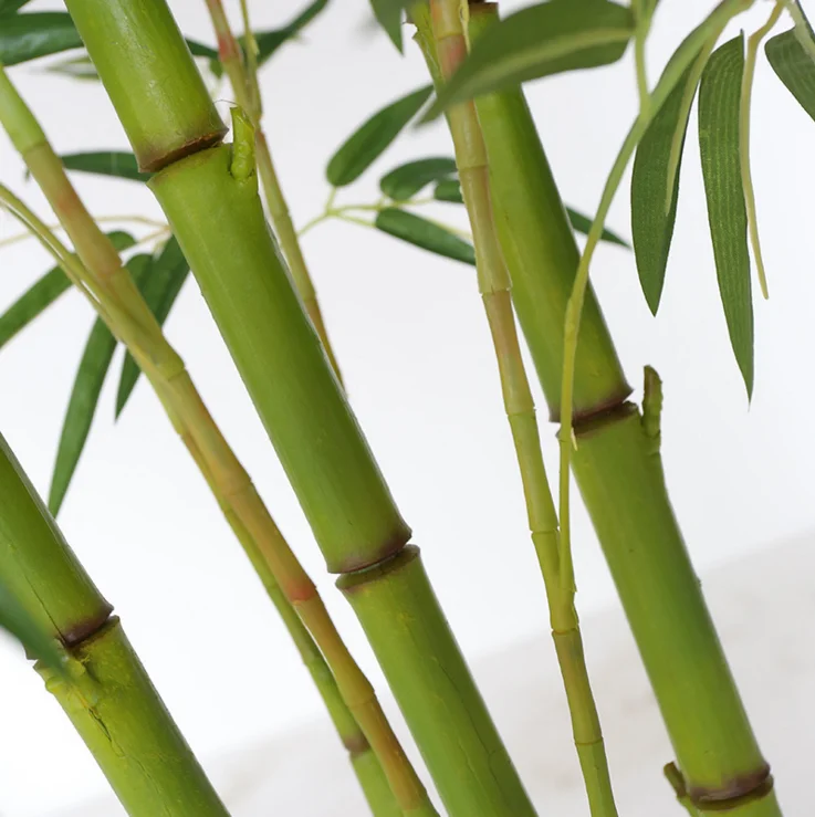 黄杆竹盆景与绿叶待售