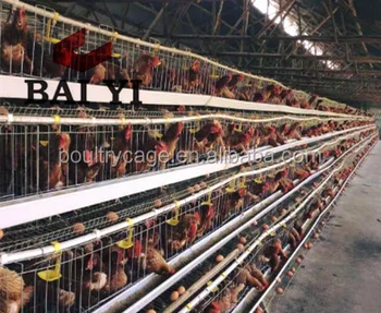 Baterai Tinggi Terbaru Desain Hewan Ayam Petelur Kandang Untuk