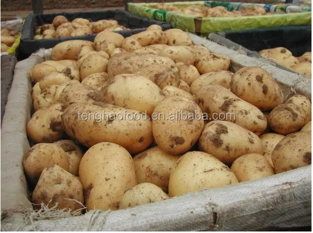 
Good quality with best price potato from China 