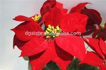 ベルベットリーフクリスマス花人工ガーデン飾り鉢植え赤植物 Buy 赤葉盆栽 ベルベットクリスマスの花 人工庭の装飾 Product On Alibaba Com