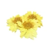 Popular Lotus tea raw material benefits tea types bulk green tea