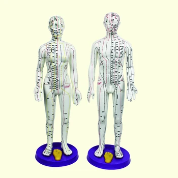 医疗针灸穴位经络人体模型针灸穴位模型人体模型 Buy 人体模型 针灸人体模型 针灸穴位模型product On Alibaba Com