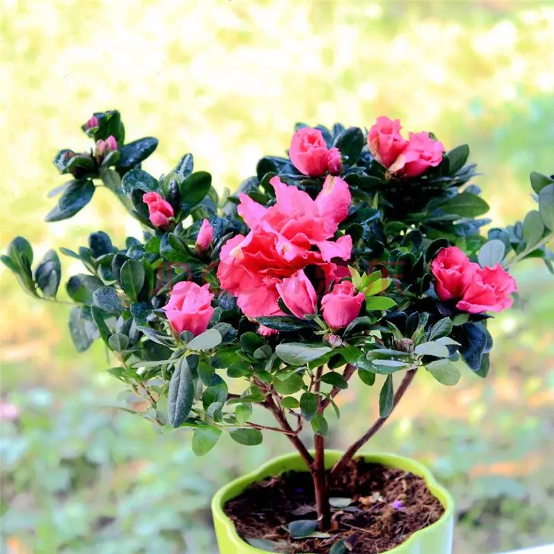 Ý nghĩa phong thủy của hoa đỗ quyên – Rhododendron simsii