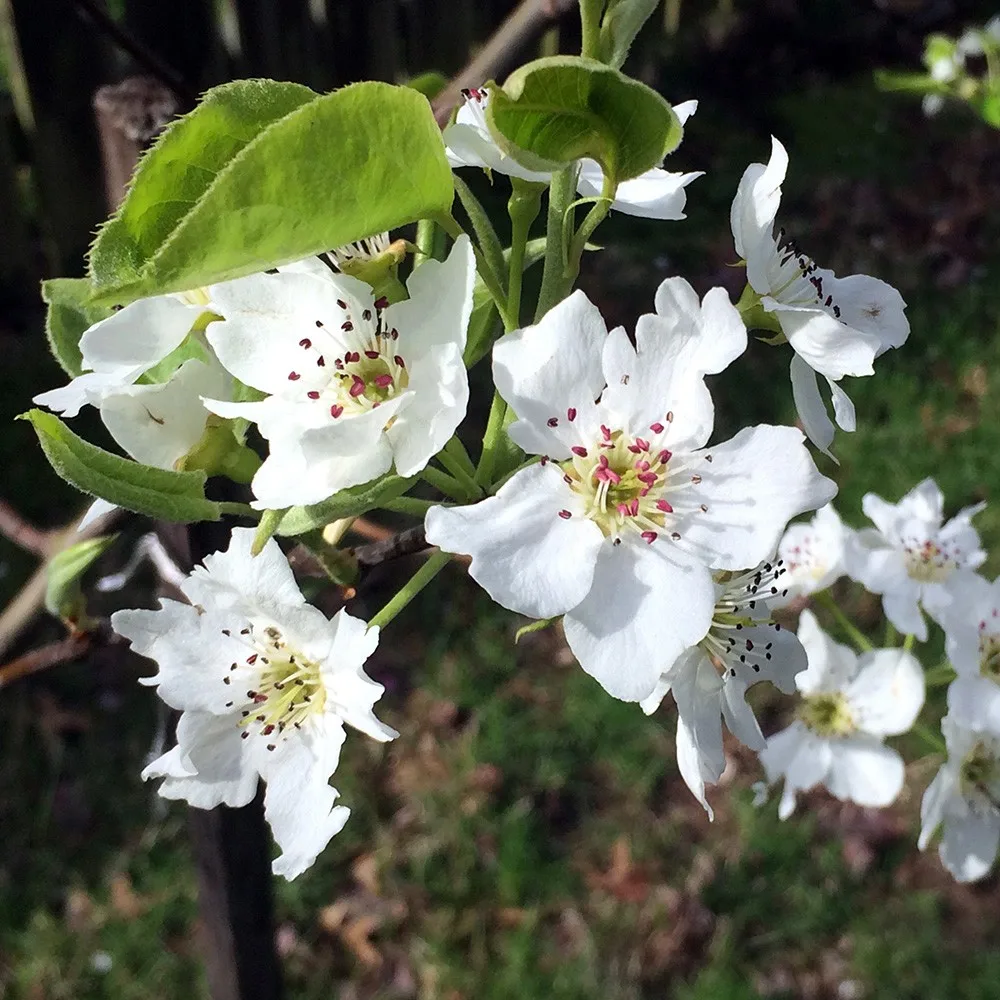 Full Sun April Bloom Time Pyrus Spp Tree Saplings Pear Fruit Trees ...