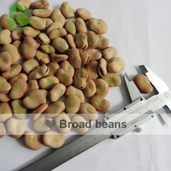 
Chinese broad beans fava beans 40-50 beans/100g Qinghai origin 