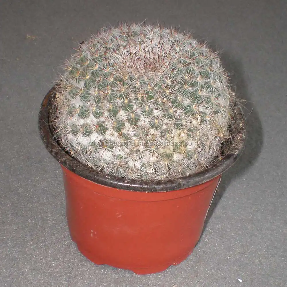 
mammillaria Hahniana 5.5cm mini cactus succulent indoor plants bonsai nursery echinocactus grusonii cereus cacti opuntia dilleni 