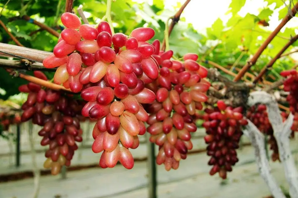 agriculture meirenzhi grape seedings for sale