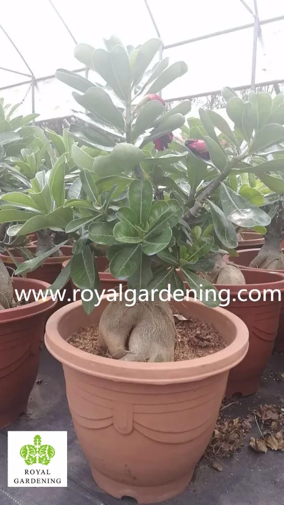 
Adenium obesum grafted 