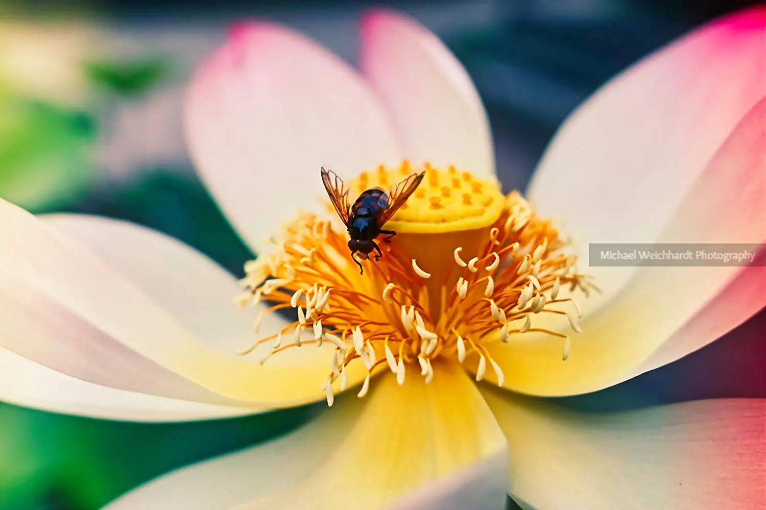 Lotus Flower with Fly Wallpaper Photo Print, Warm, Professional Photography Print, Nature Wallpaper, Paper & Canvas Prints, Nature Flower Photography