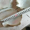 Wholesale DIY Beach Decoration Natural Mixed Sea shells