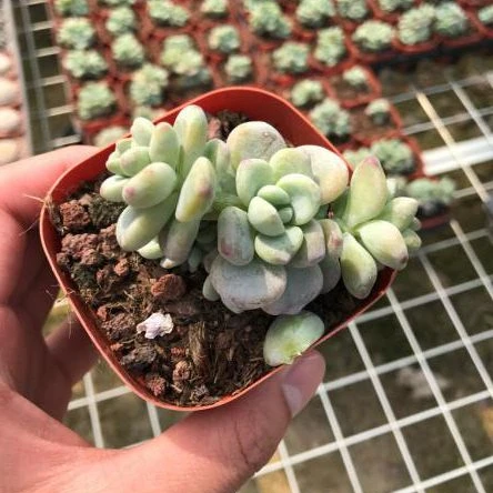 
Chinese Wholesaler Echeveri Sedum Clavatum Succulent Plants with Cheap Price 