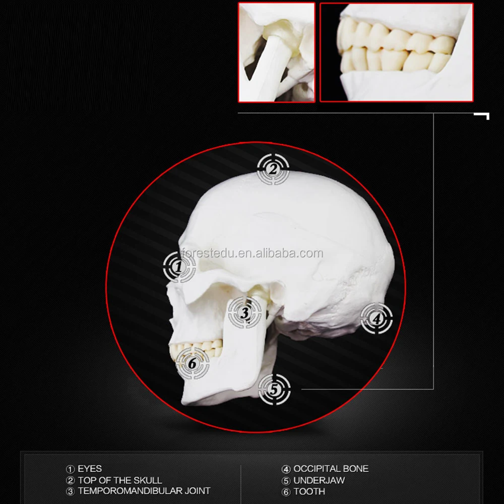 4 skull model.jpg