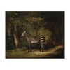 Free Shipping George Stubbs Giclee Canvas Print Paintings Poster Reproduction Fine Art Wall Decor(Zebra)