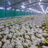 Layer Poultry Farm Steel Structure Frame in India
