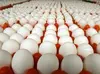 Chicken Eggs Double Yolk