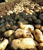Potato Product Type and Fresh Style fresh potato market price