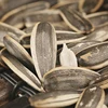 /product-detail/363-sunflower-seeds-of-china-inner-mongolia-natural-seeds-in-shell-62059358990.html